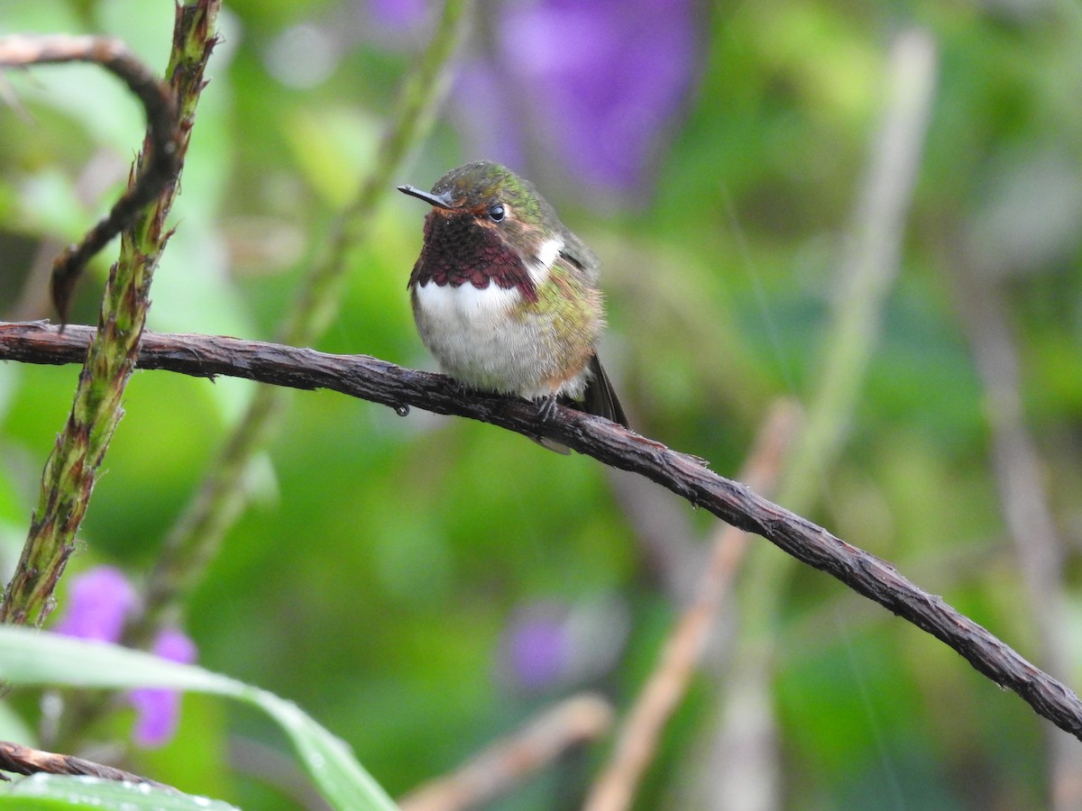 Volcano Hummingbird - ML622617299