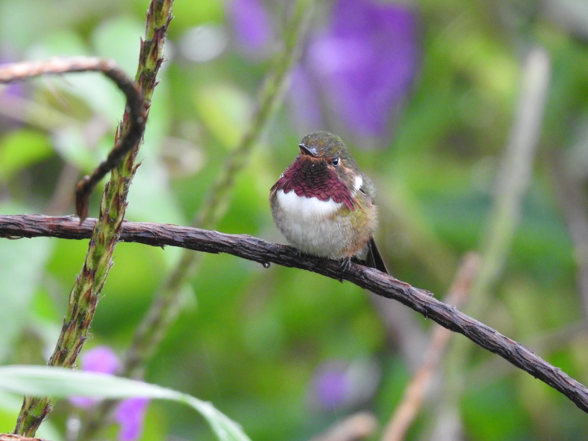 Volcano Hummingbird - ML622617300