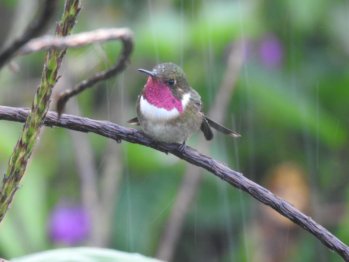 Volcano Hummingbird - ML622617302