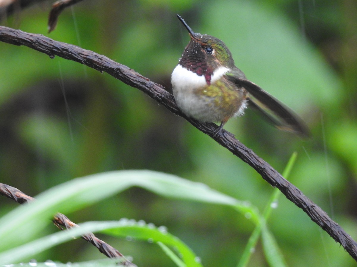 Volcano Hummingbird - ML622617303