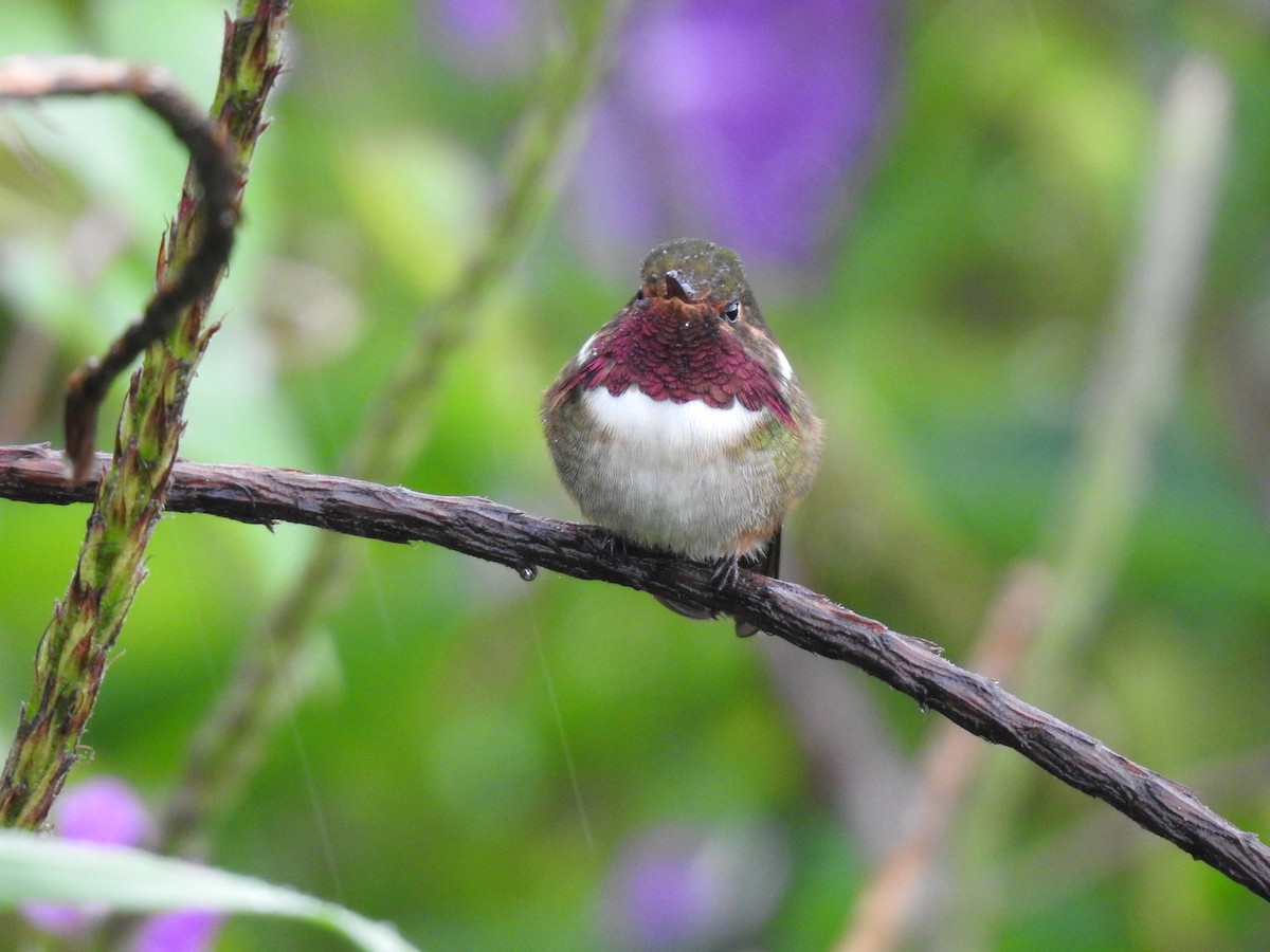 Volcano Hummingbird - ML622617304