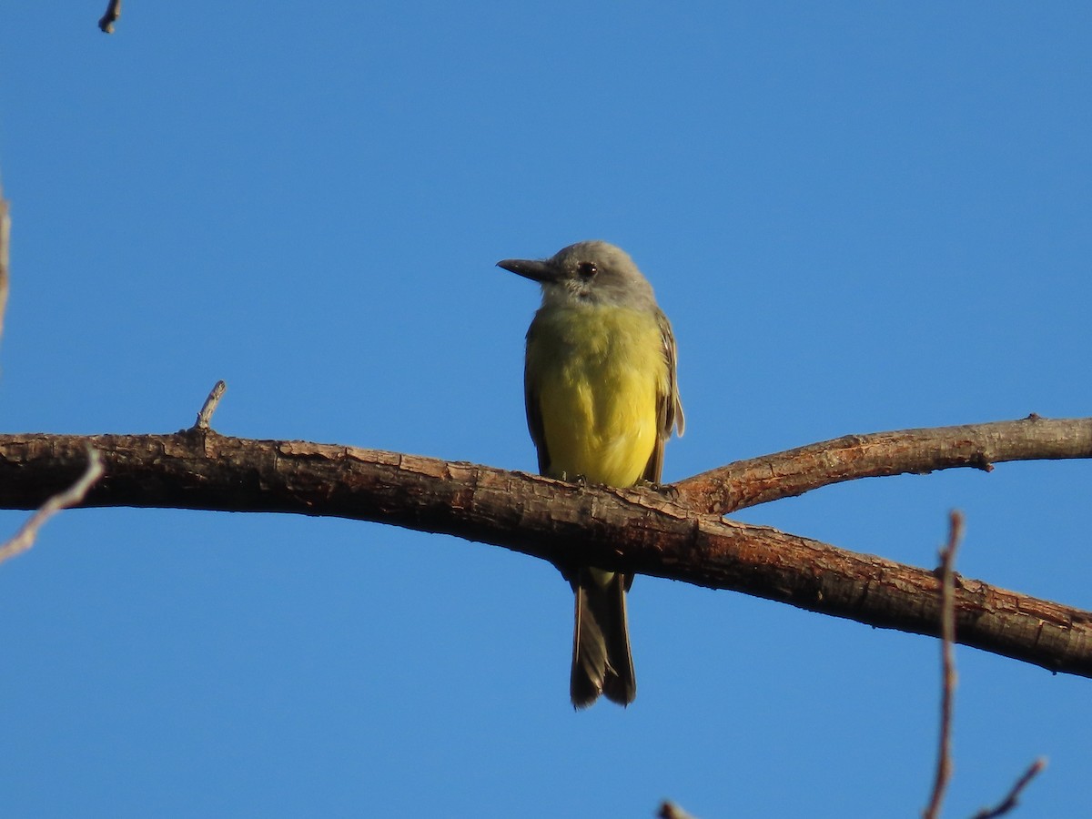 Tropical Kingbird - ML622617306