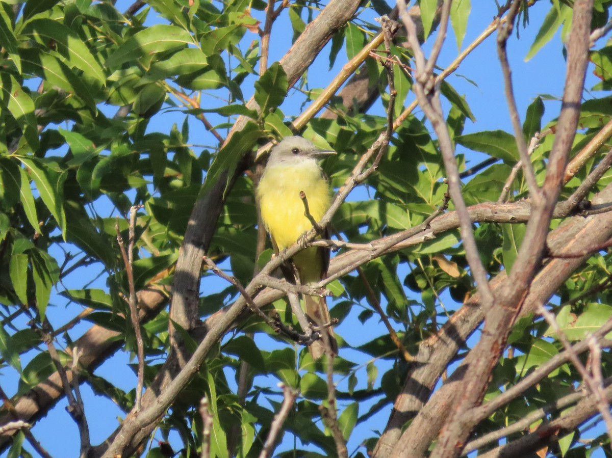 Tropical Kingbird - ML622617316