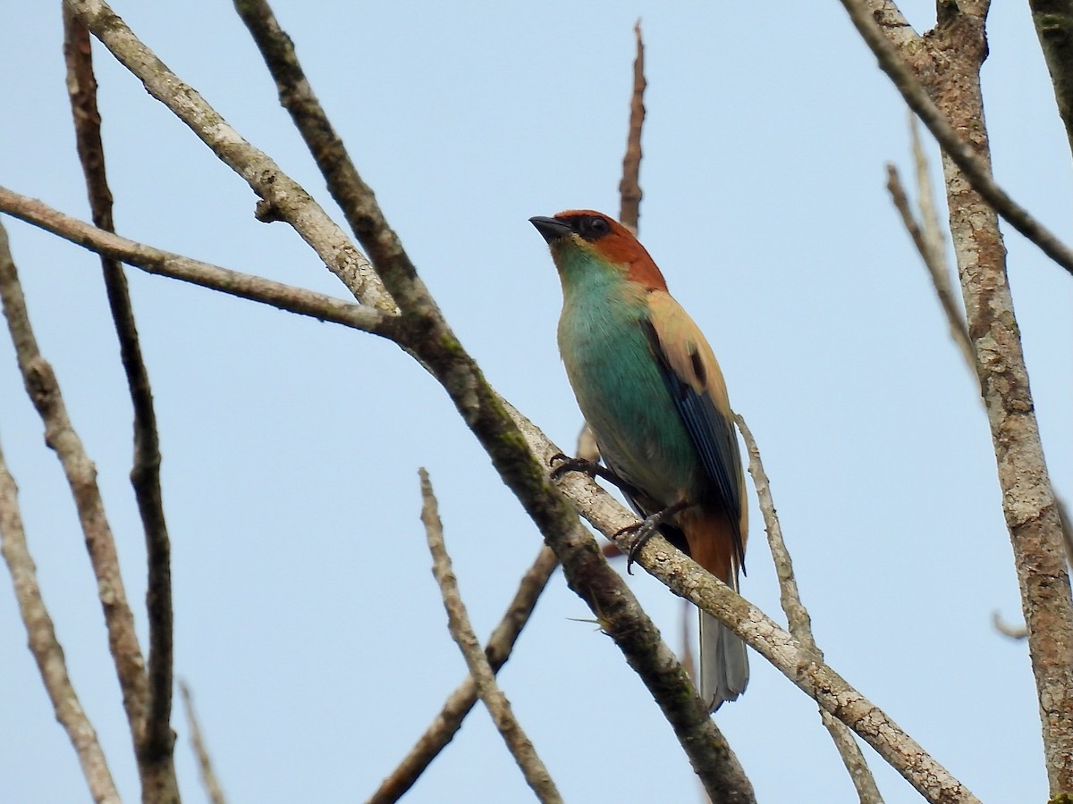 Black-backed Tanager - ML622617327