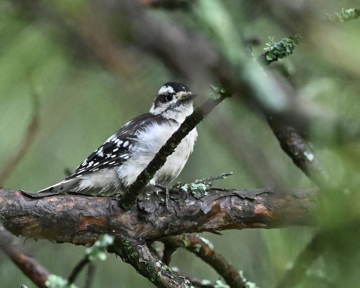 Downy Woodpecker - ML622617331