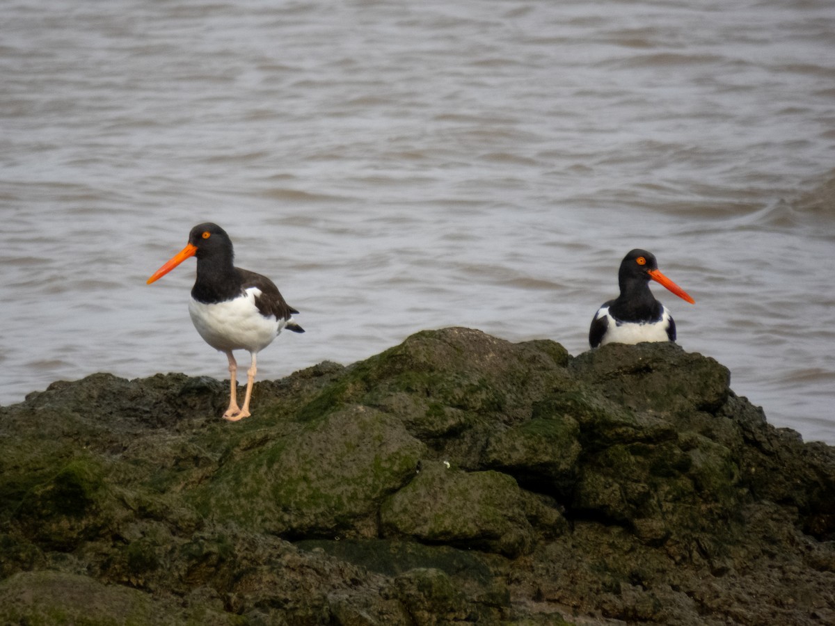 American Oystercatcher - ML622617333