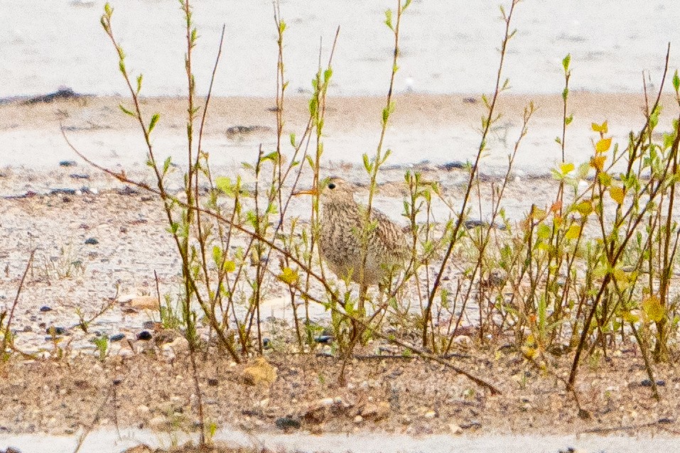 Upland Sandpiper - ML622617518