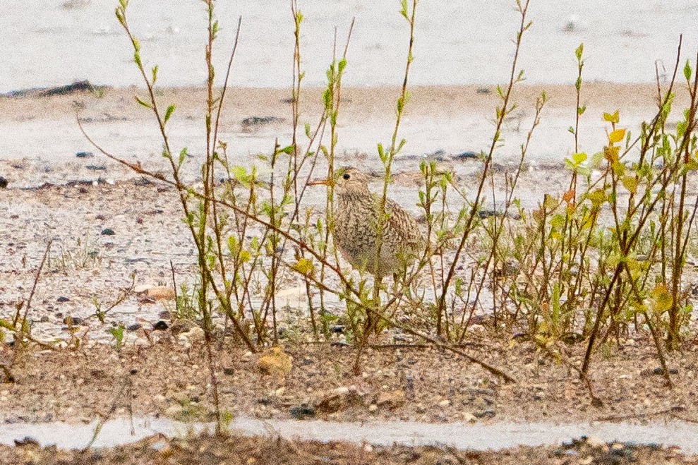 Upland Sandpiper - ML622617519