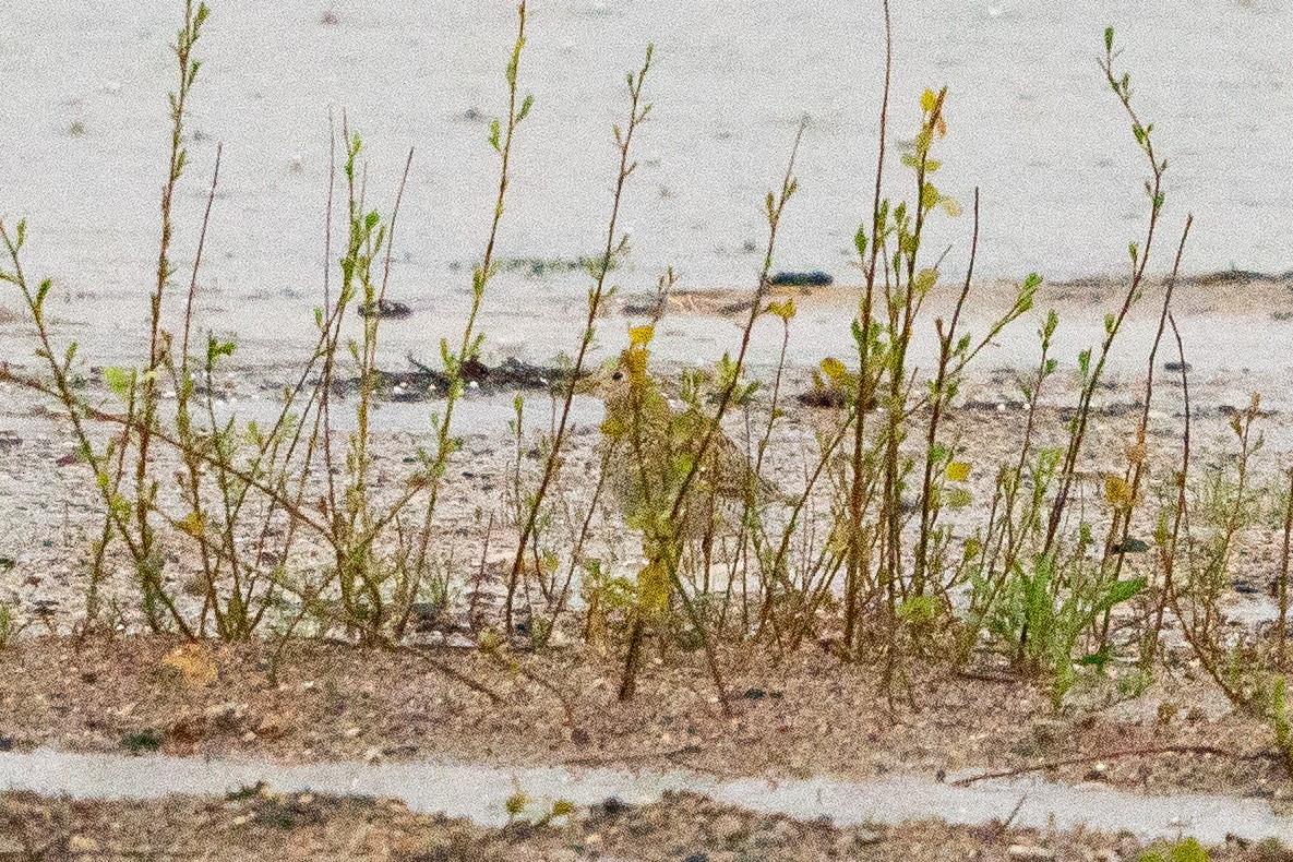 Upland Sandpiper - Matt Hoberg