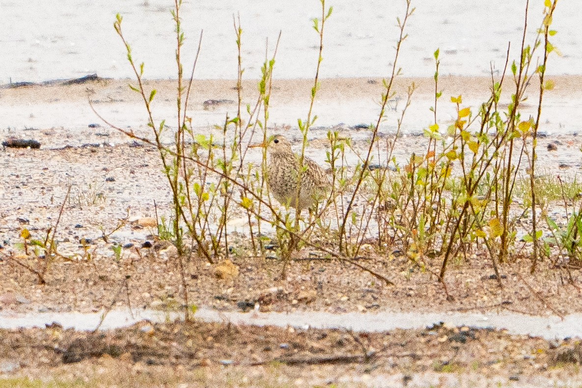 Upland Sandpiper - ML622617521