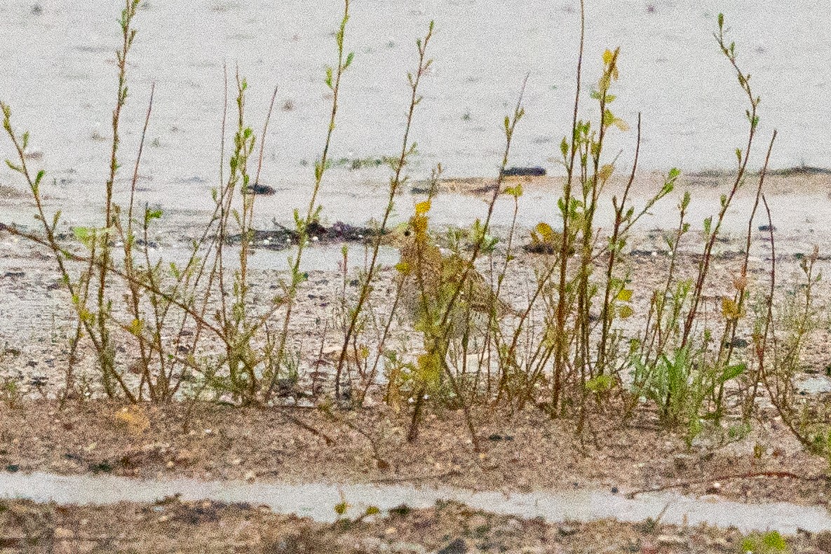 Upland Sandpiper - ML622617522