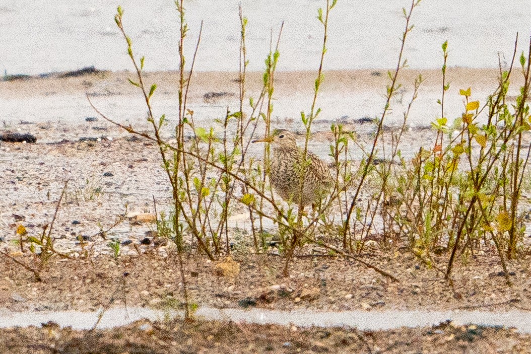 Upland Sandpiper - ML622617526