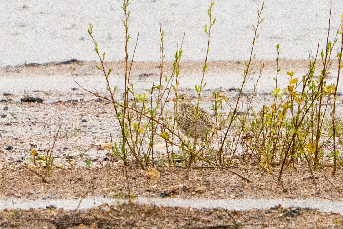 Upland Sandpiper - ML622617527