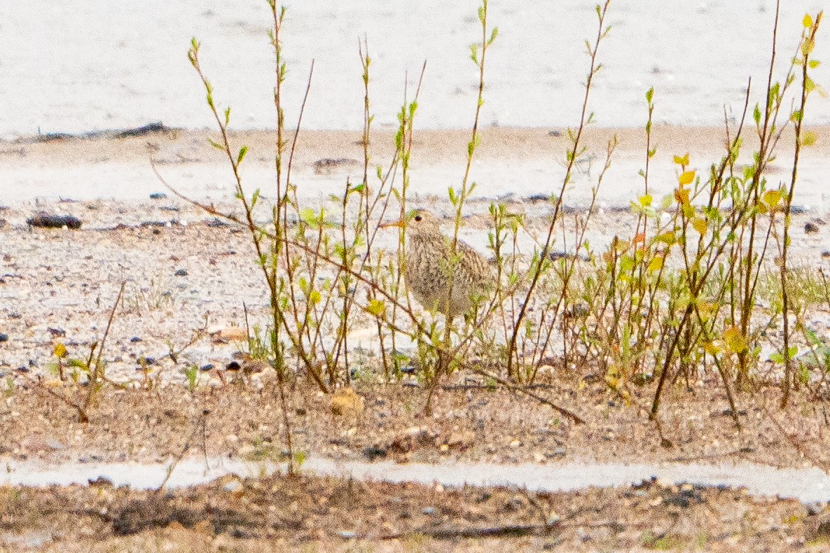 Upland Sandpiper - ML622617530