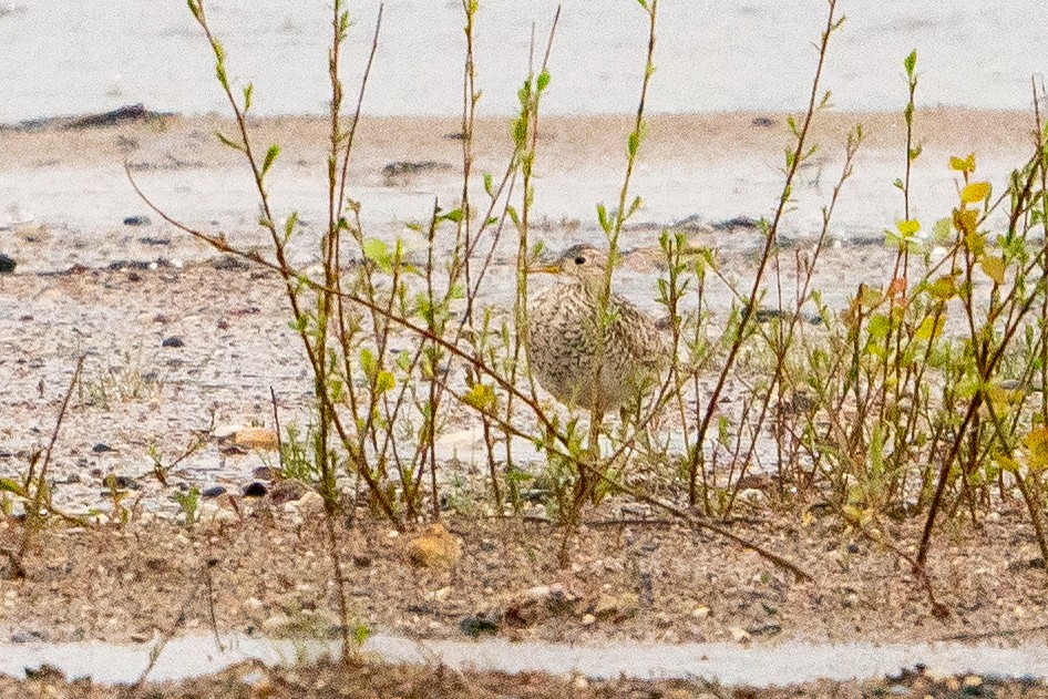 Upland Sandpiper - ML622617531