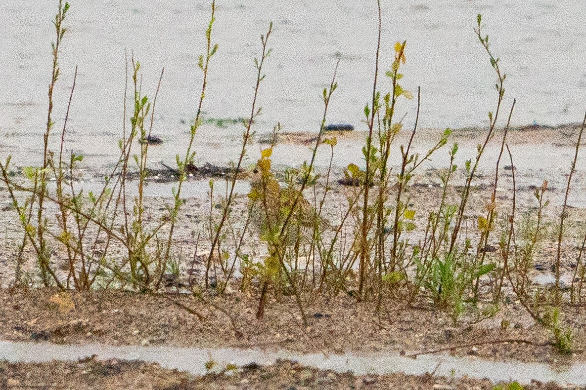 Upland Sandpiper - ML622617532