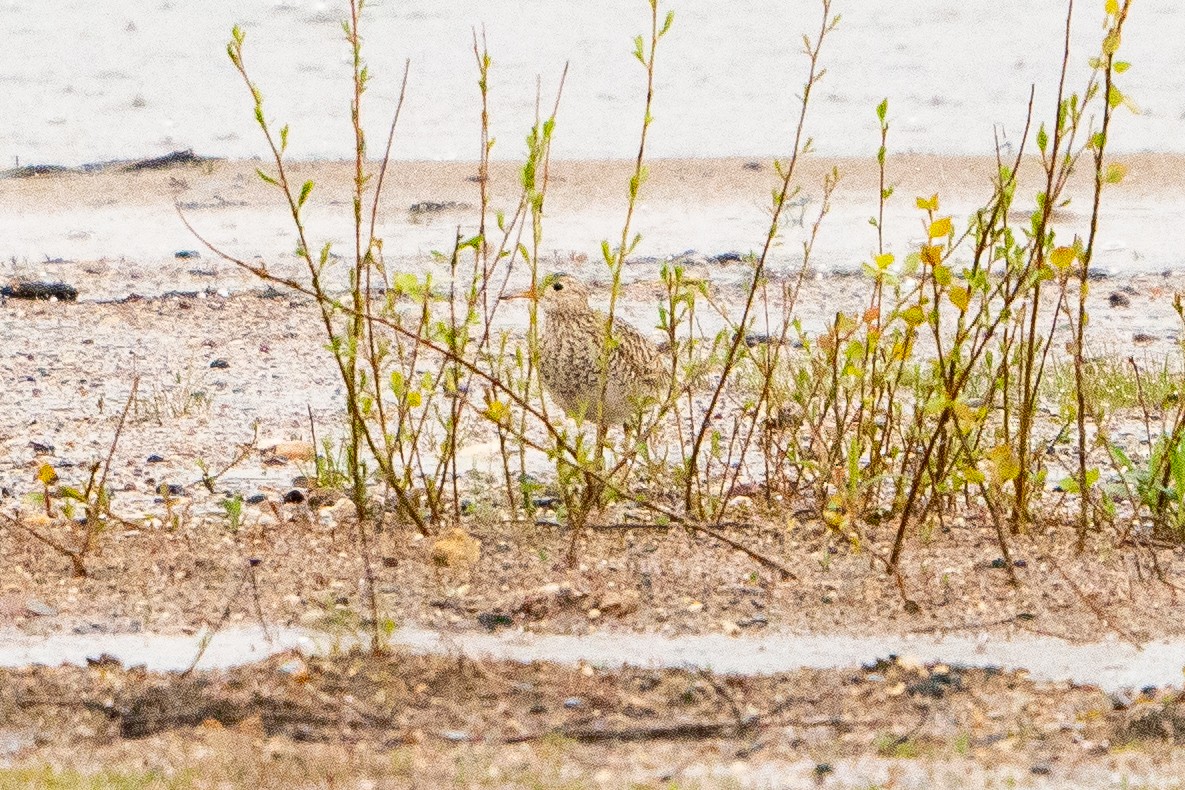 Upland Sandpiper - ML622617533