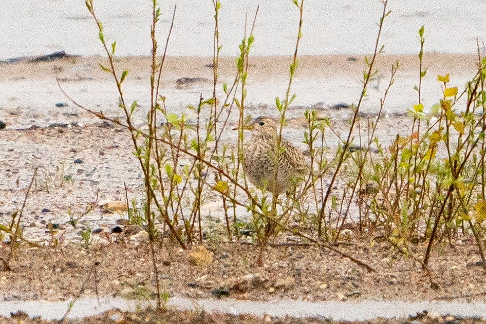 Upland Sandpiper - ML622617534