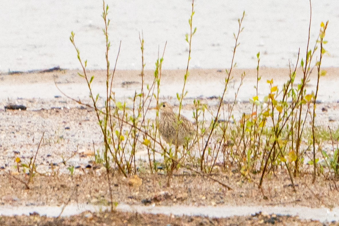 Upland Sandpiper - ML622617535