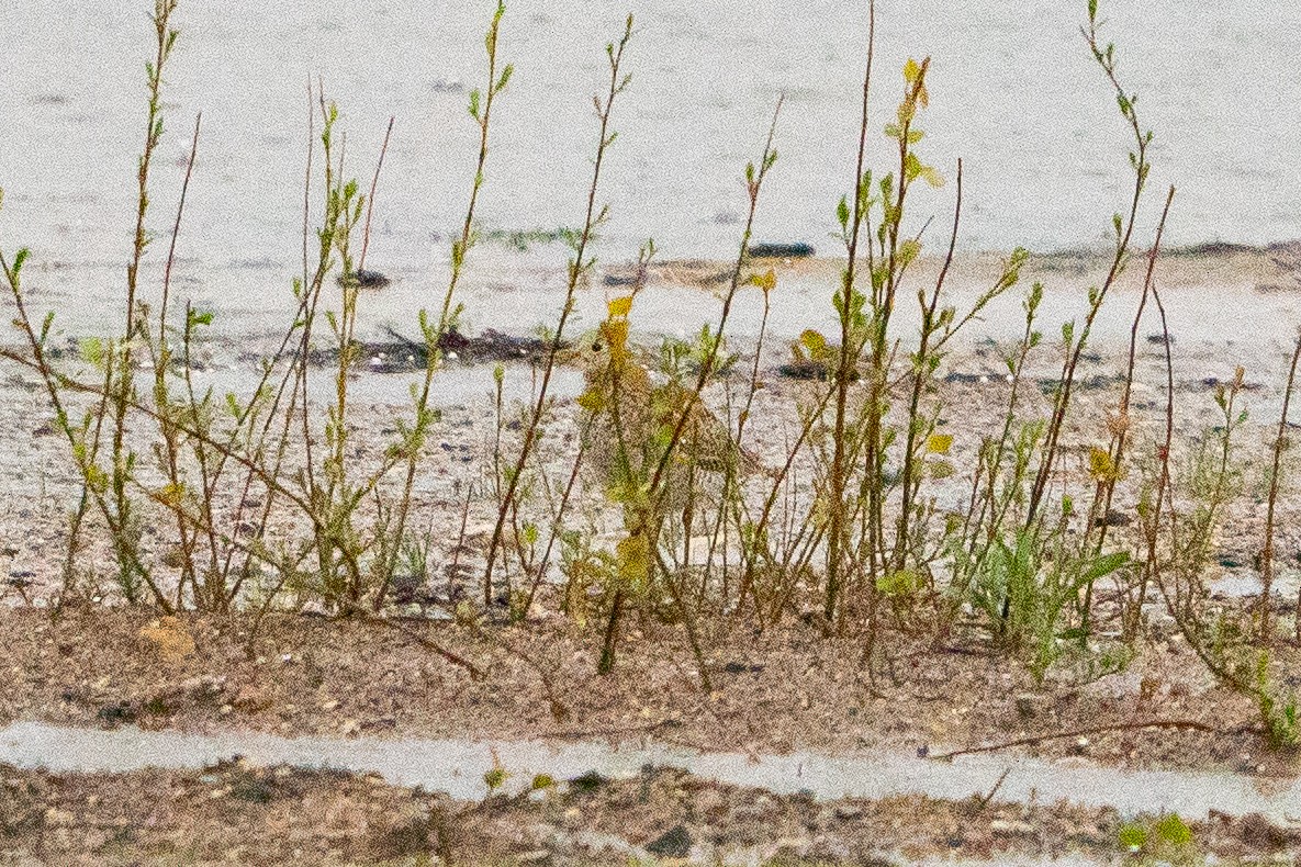 Upland Sandpiper - ML622617536