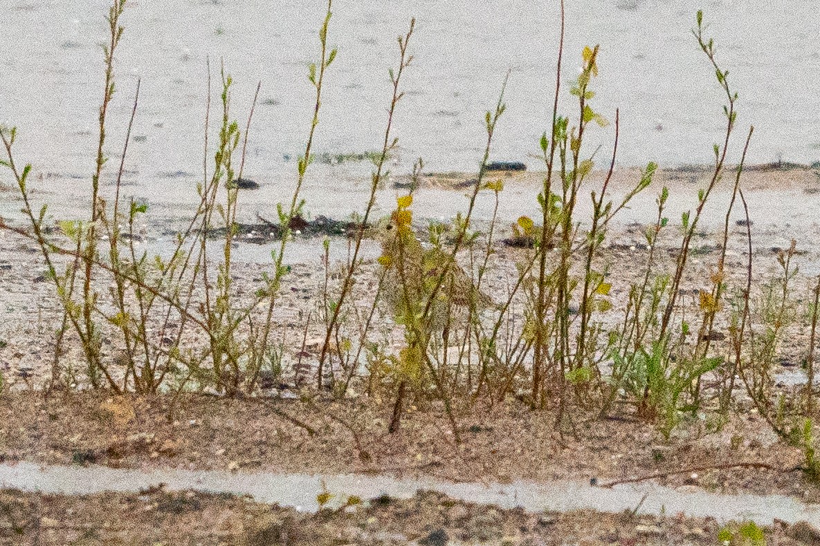 Upland Sandpiper - ML622617537