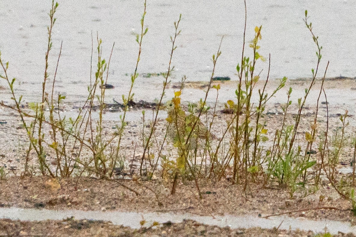 Upland Sandpiper - ML622617539