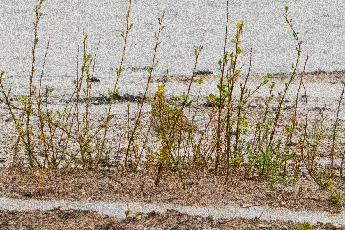 Upland Sandpiper - ML622617541