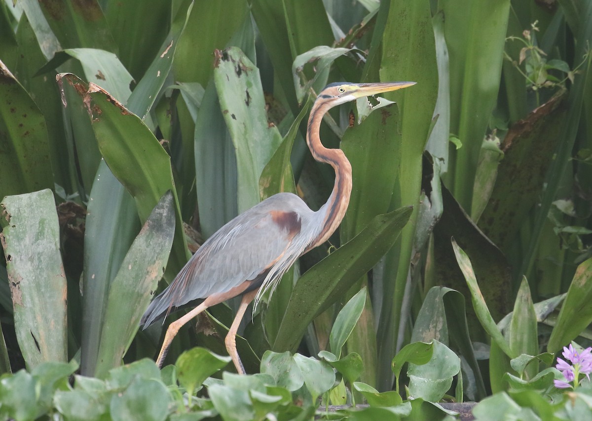 Purple Heron - neil julian Thomas