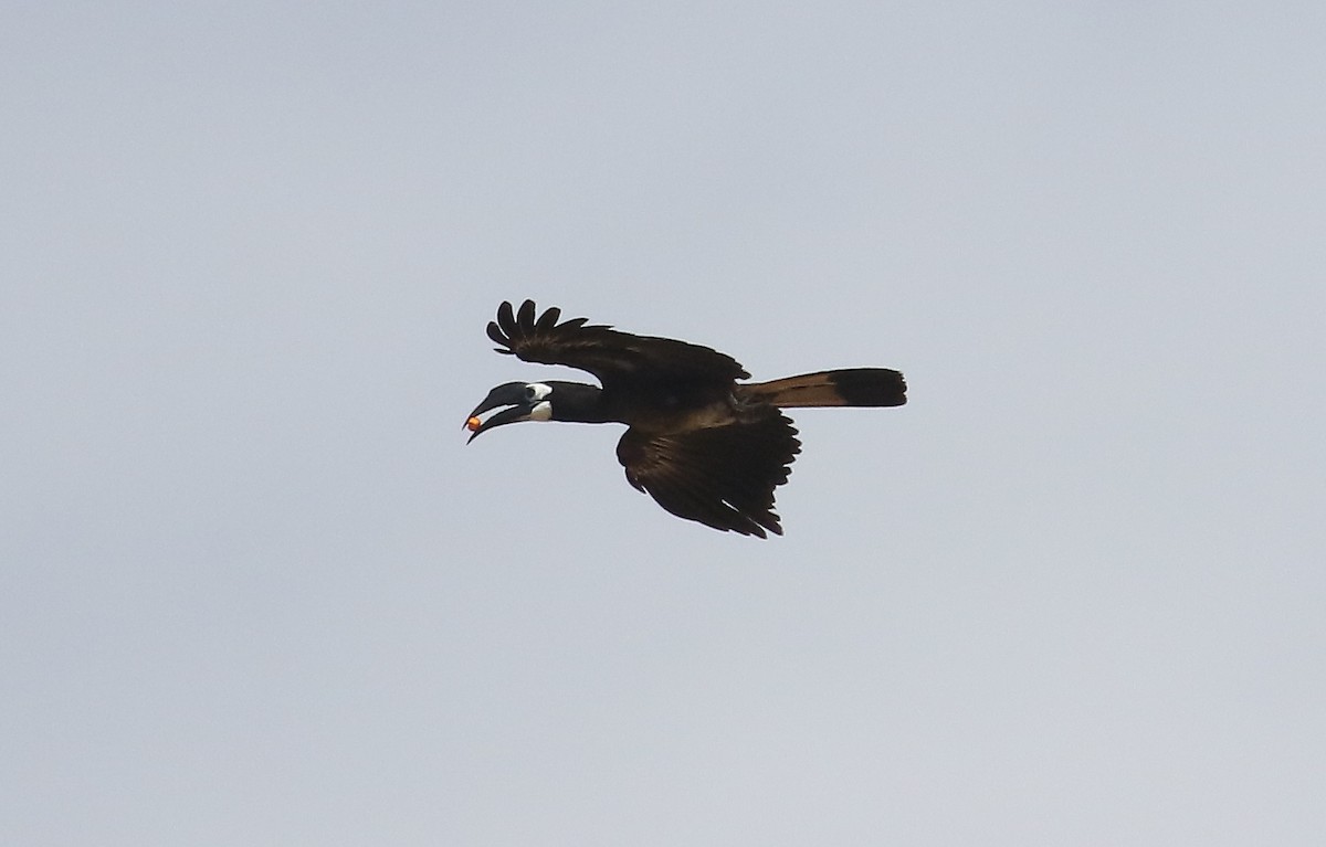 Bushy-crested Hornbill - neil julian Thomas