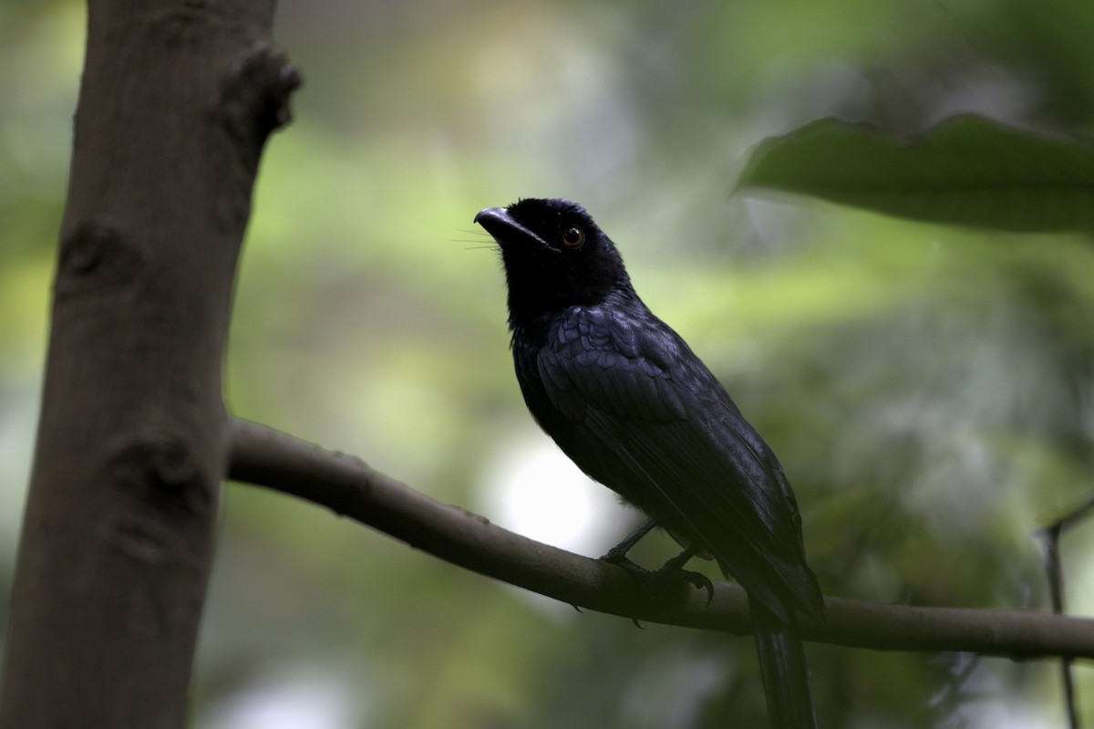 Greater Racket-tailed Drongo - ML622617637