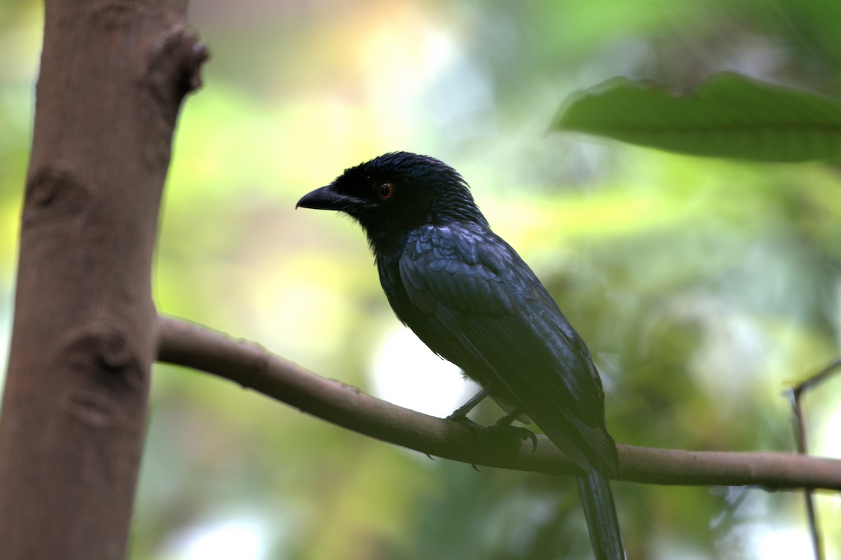 Greater Racket-tailed Drongo - ML622617638