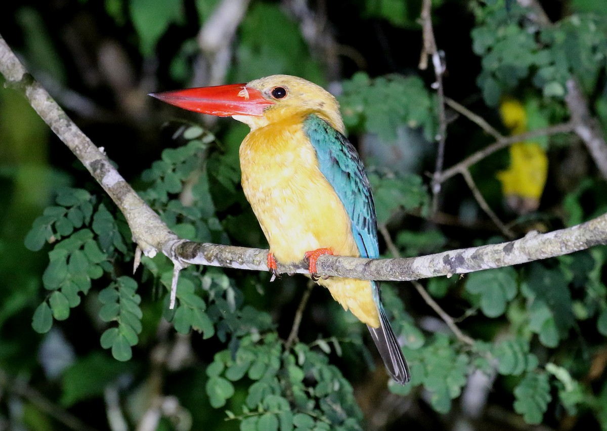 Stork-billed Kingfisher - ML622617650