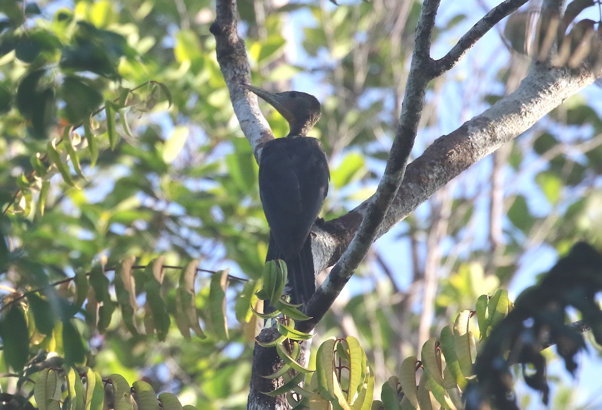 Great Slaty Woodpecker - ML622617668