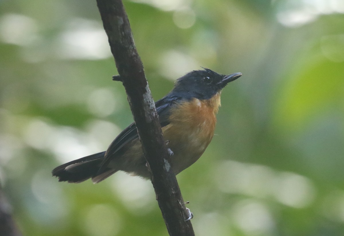 Mangrove Blue Flycatcher - ML622617681