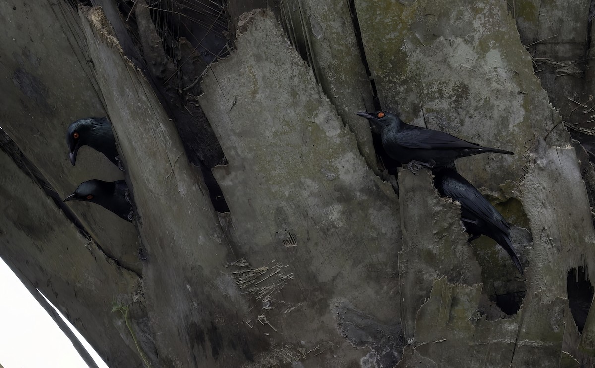 Asian Glossy Starling - ML622617682