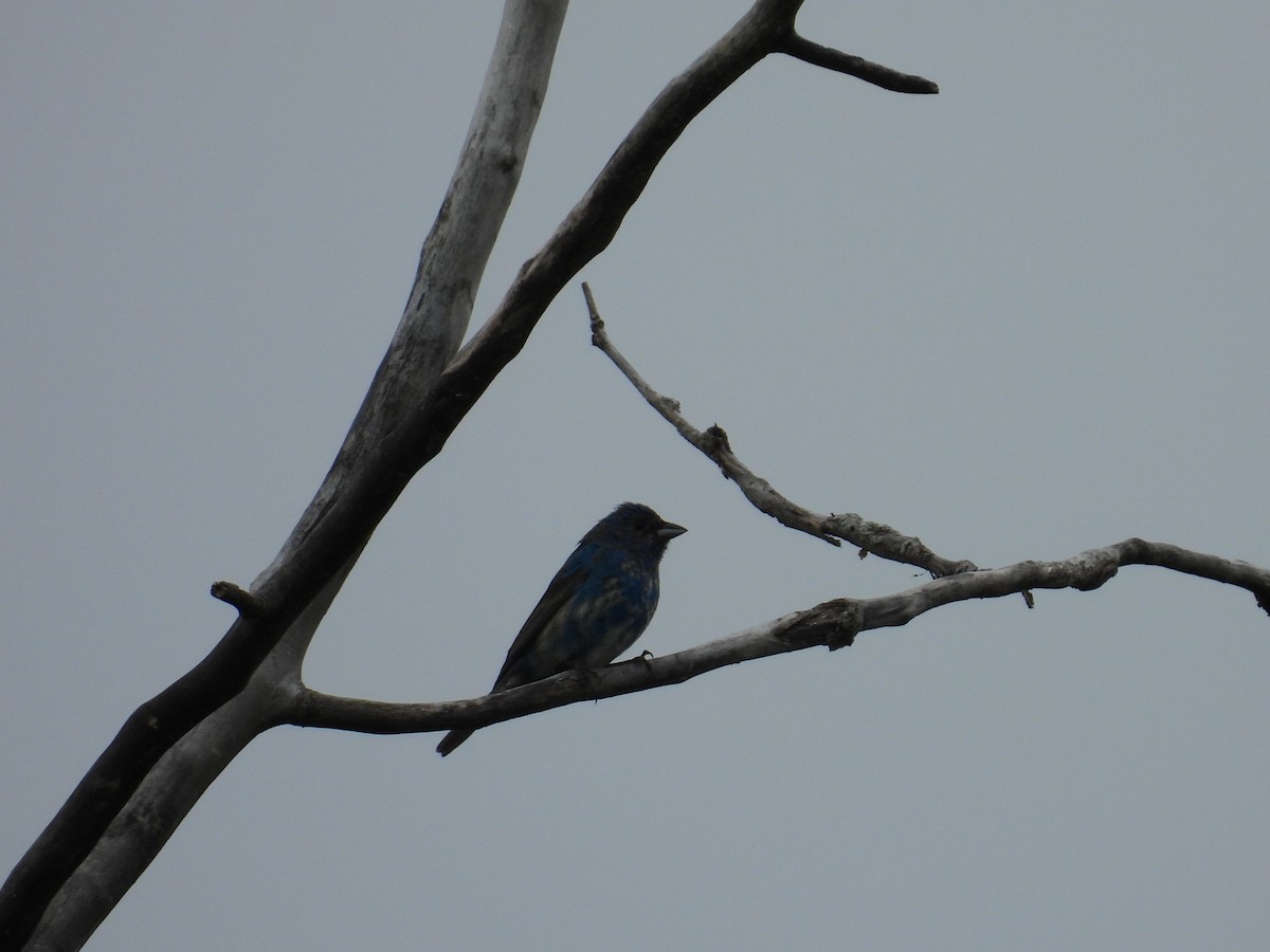Indigo Bunting - ML622617838