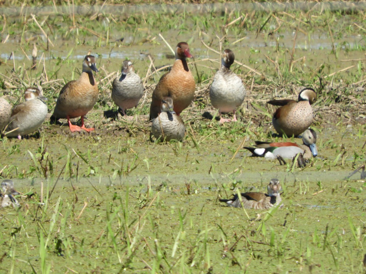 Ringed Teal - ML622617888