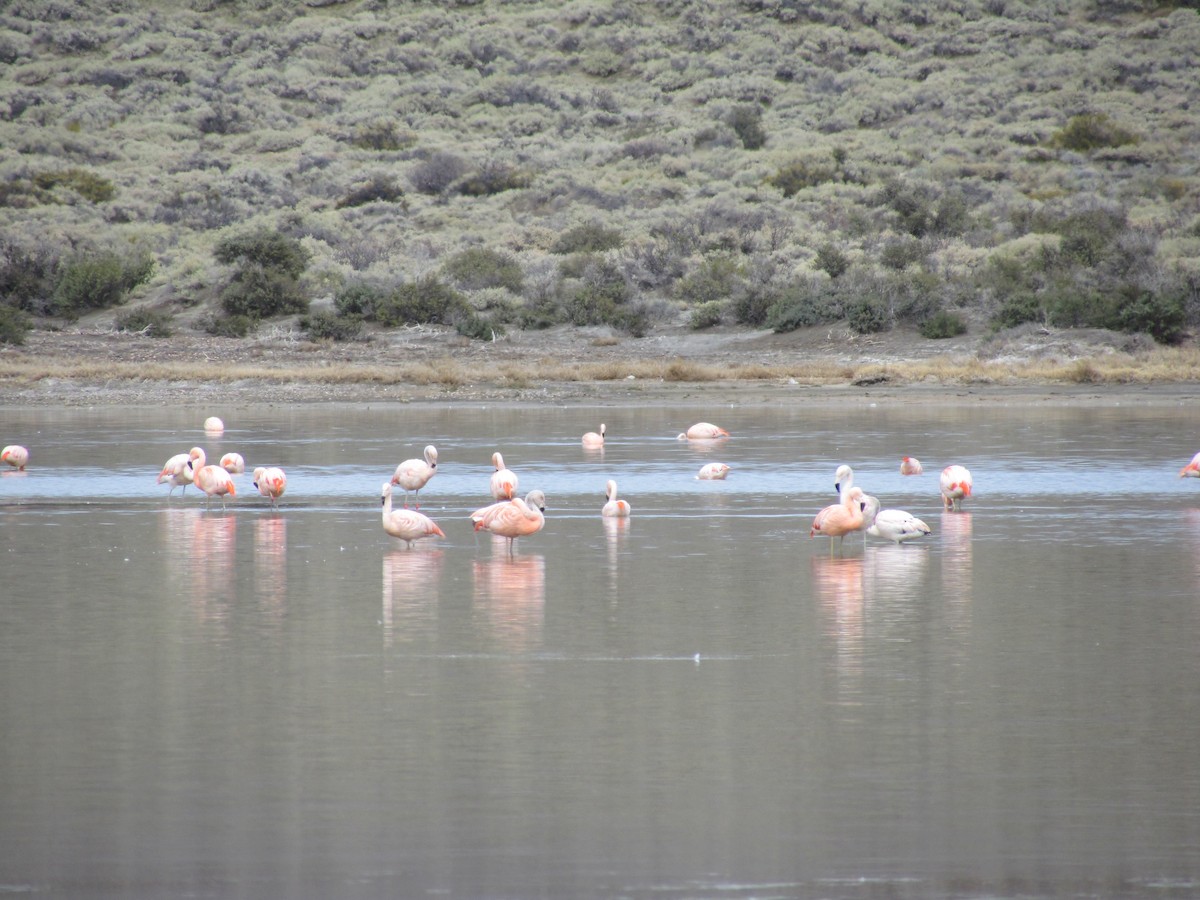 Chilean Flamingo - ML622618074