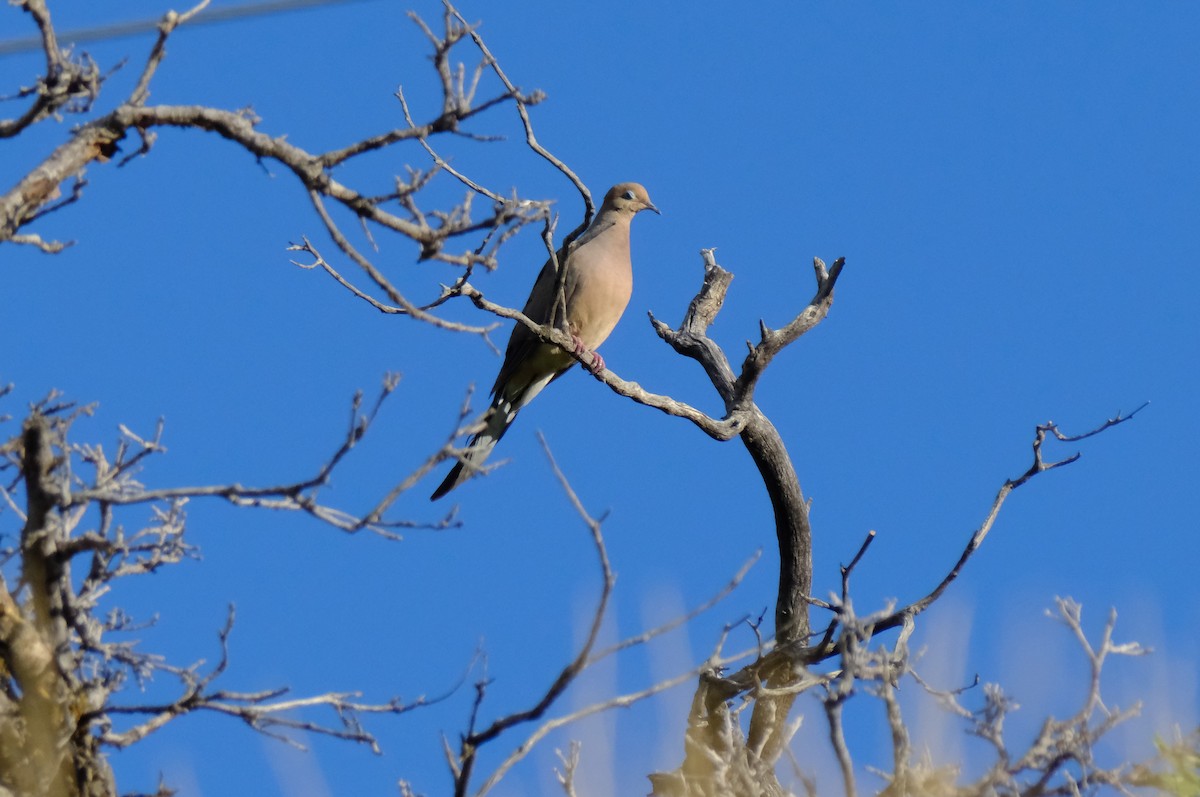 Mourning Dove - ML622618081