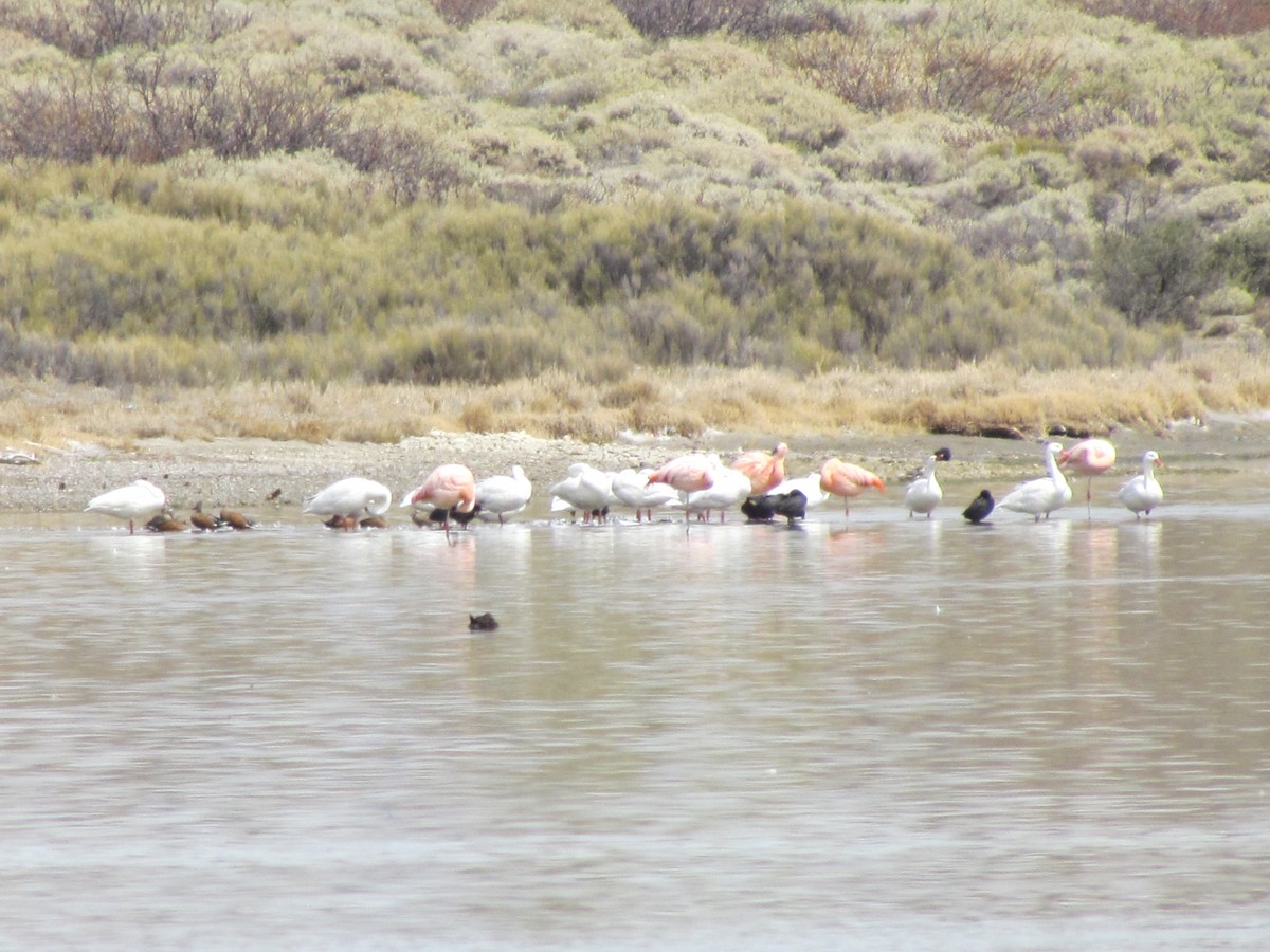 Chilean Flamingo - cynthia arenas