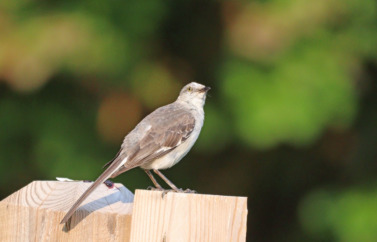 Northern Mockingbird - Gerald Teig