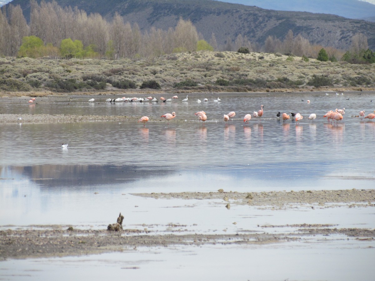 Chilean Flamingo - ML622618107