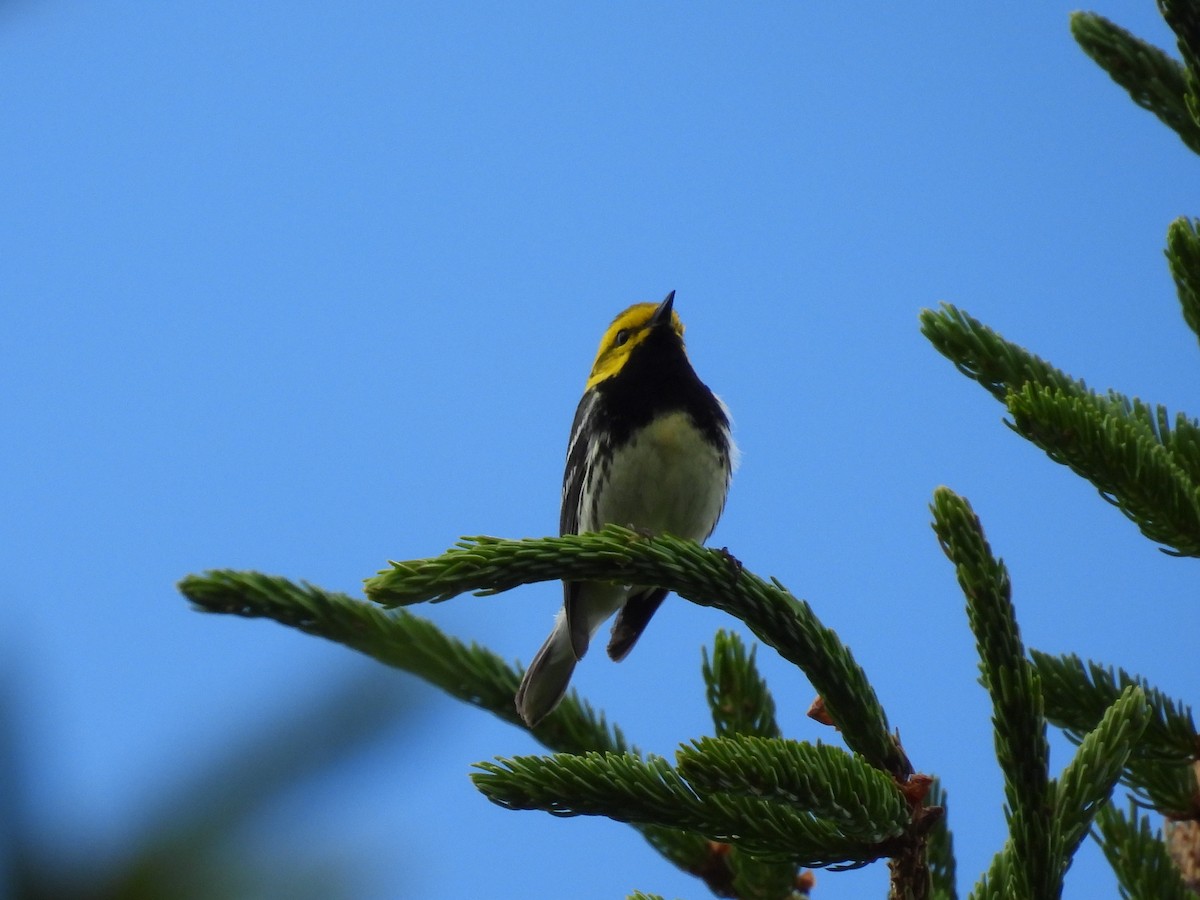Black-throated Green Warbler - ML622618117
