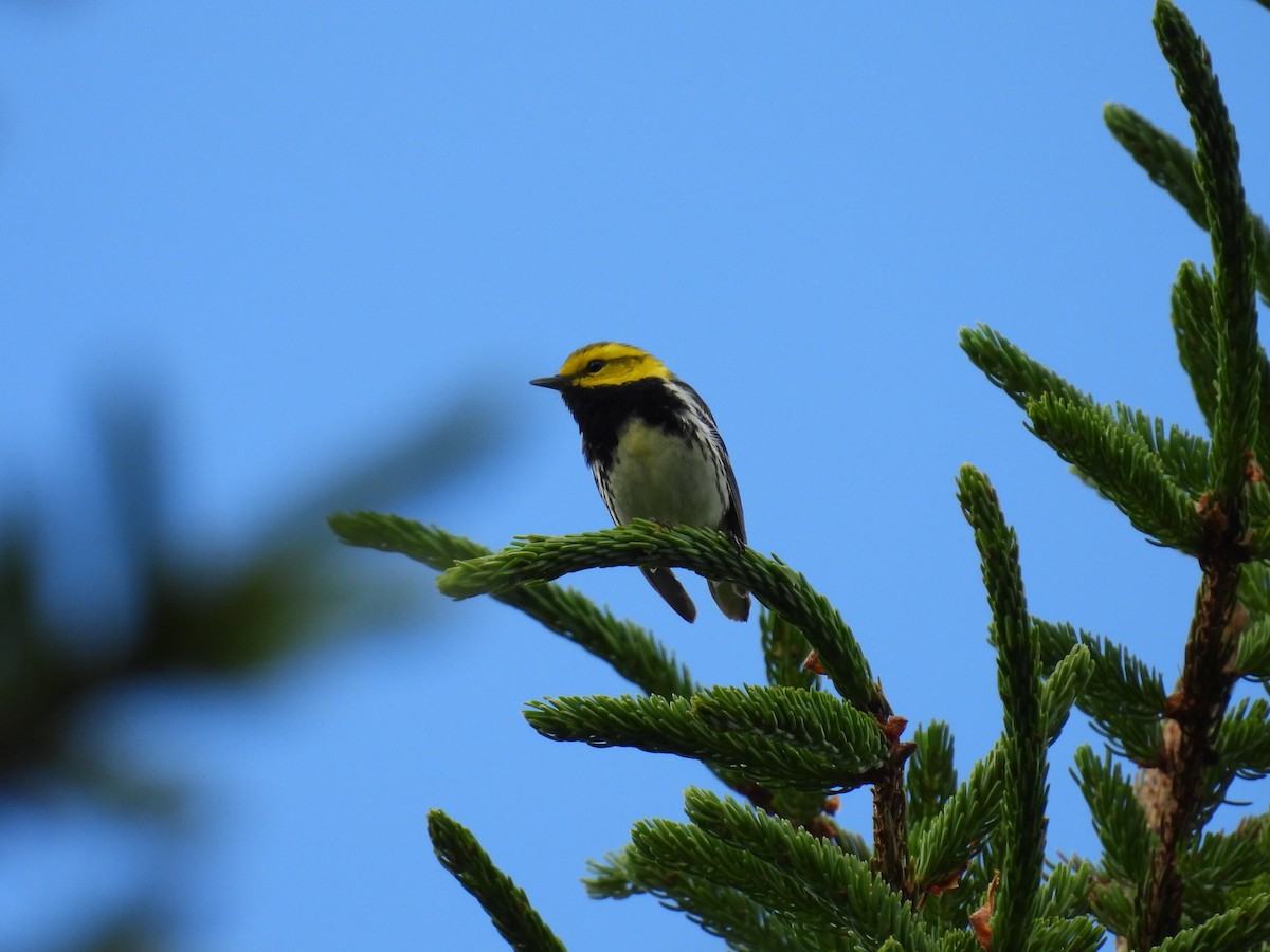 Black-throated Green Warbler - ML622618118
