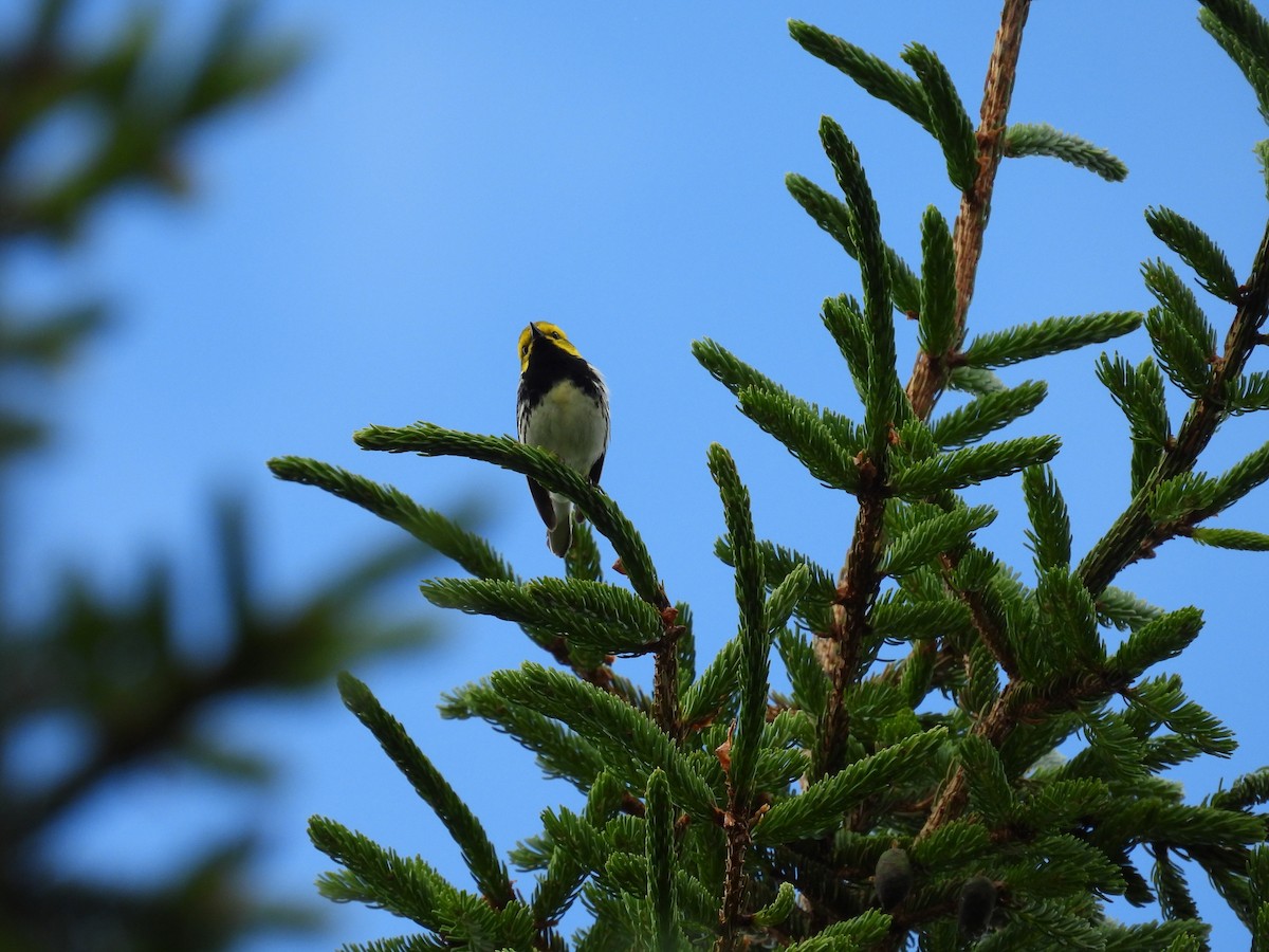 Black-throated Green Warbler - ML622618119
