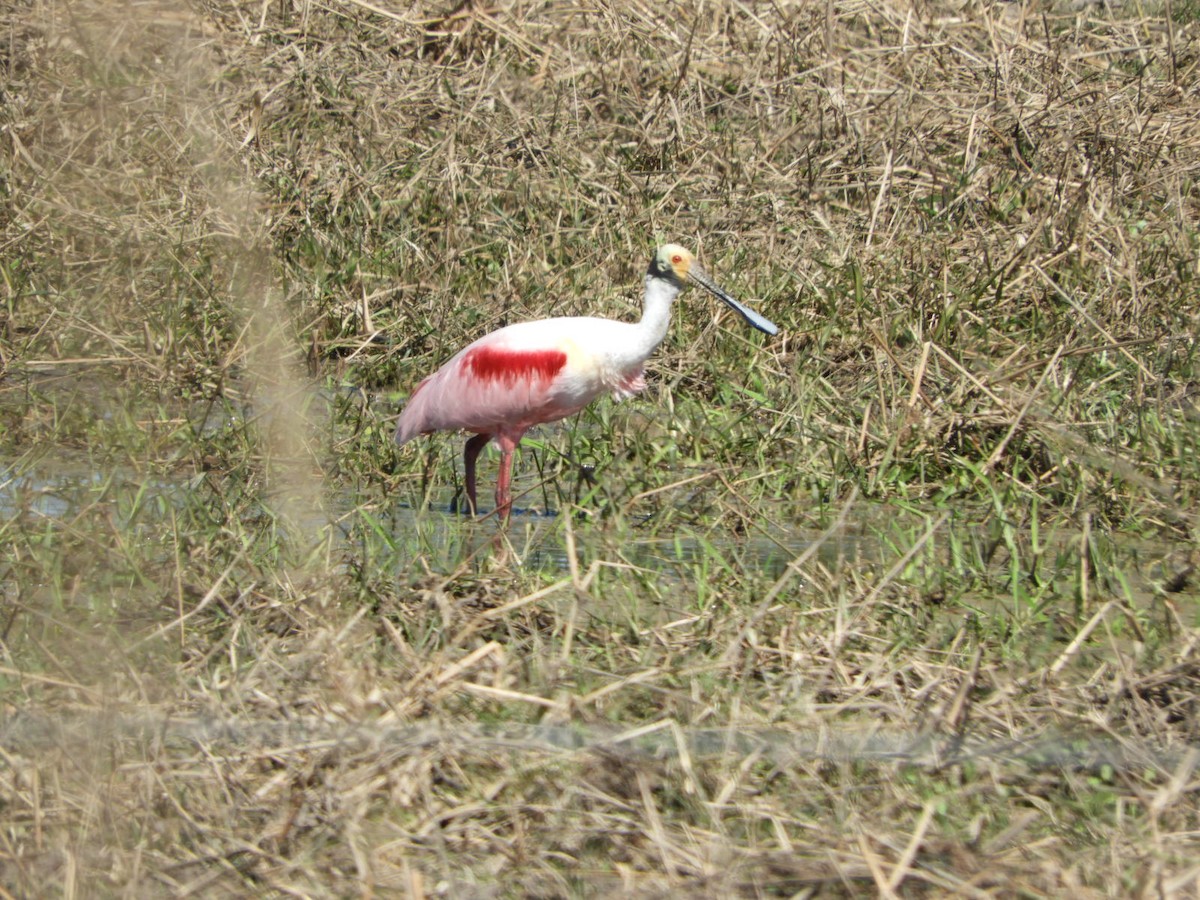 Espátula Rosada - ML622618121