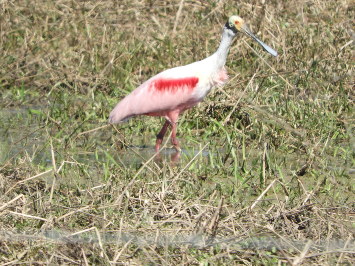 Espátula Rosada - ML622618122