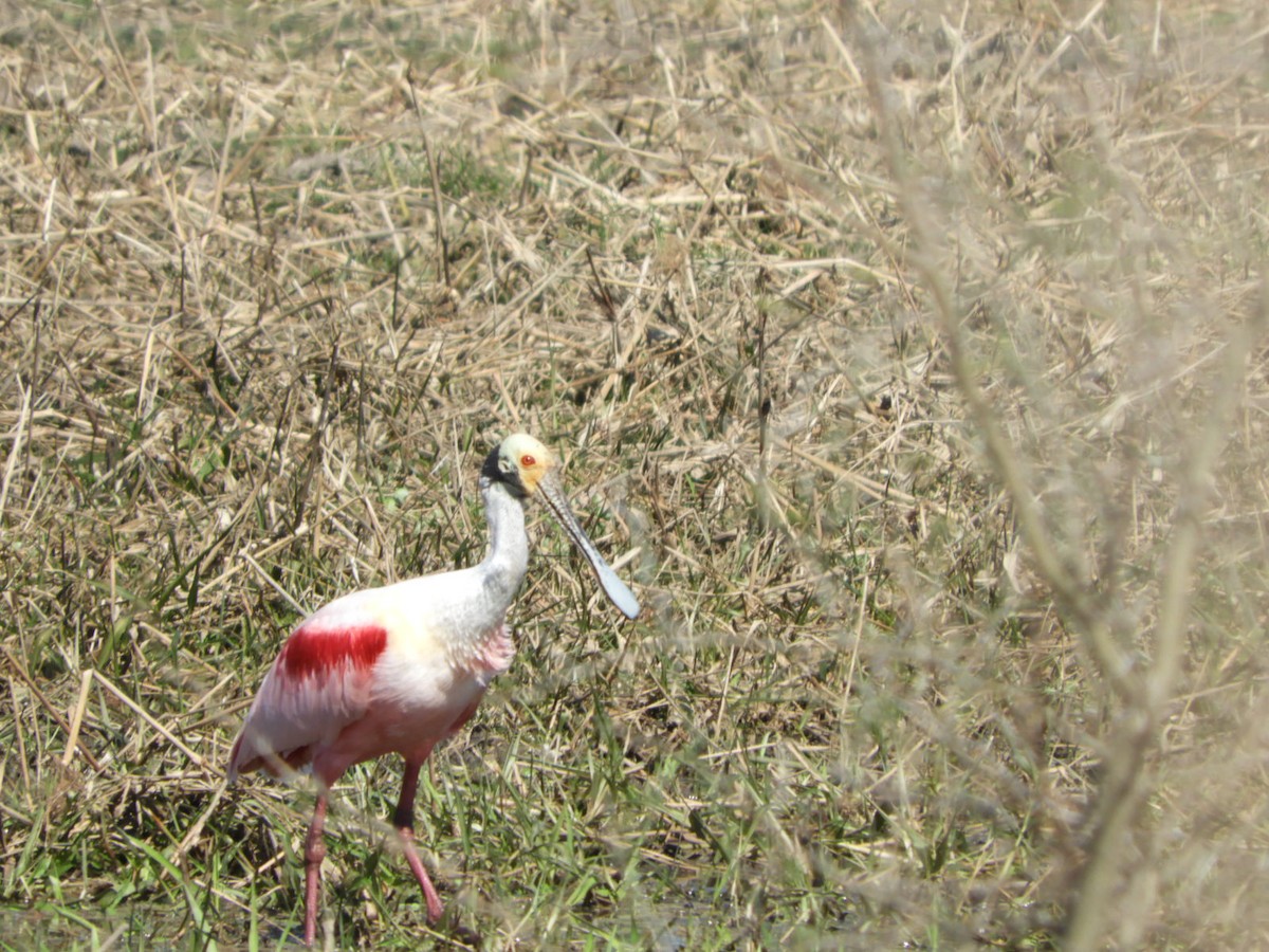 Espátula Rosada - ML622618123