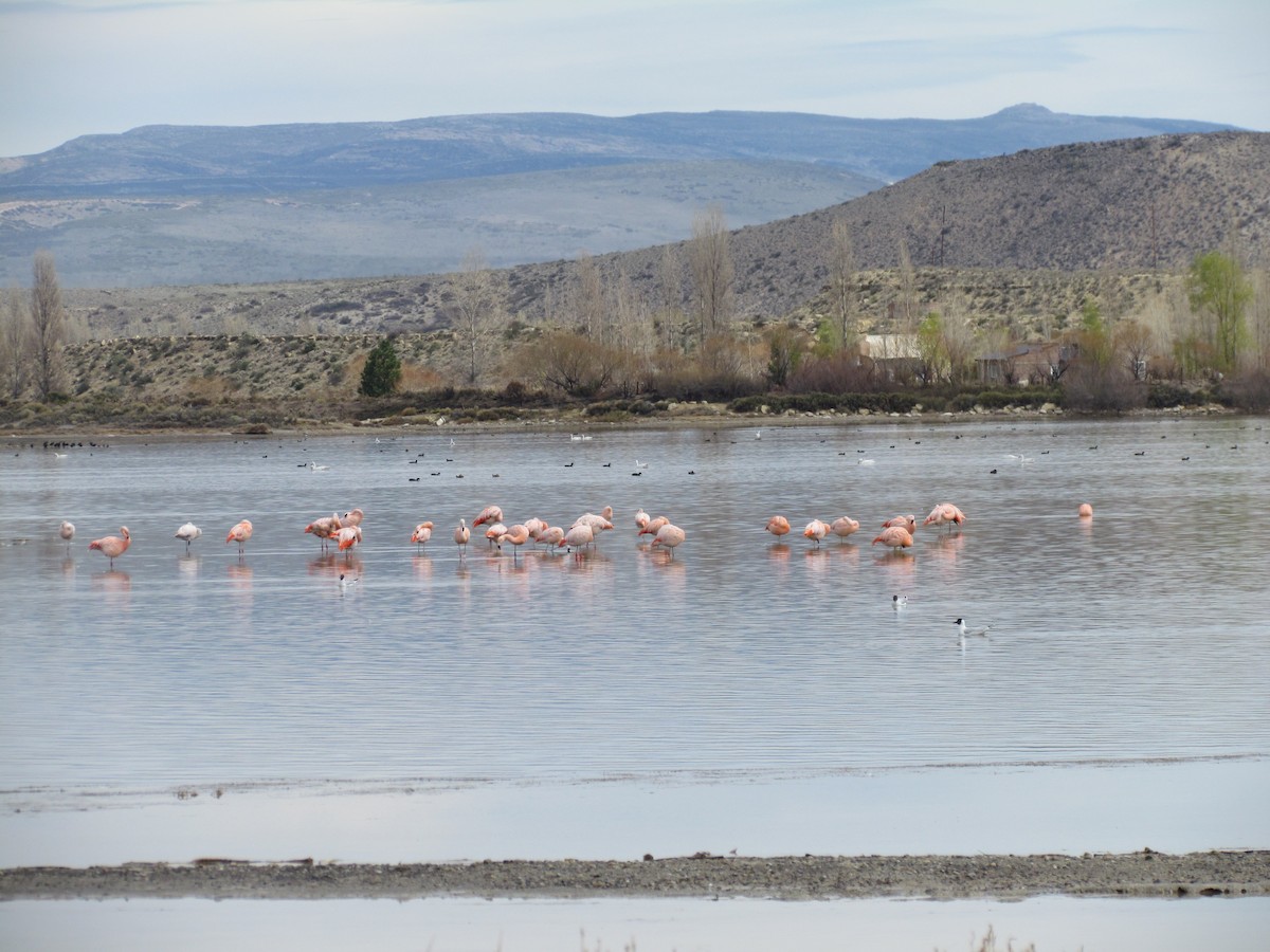 Chilean Flamingo - ML622618127