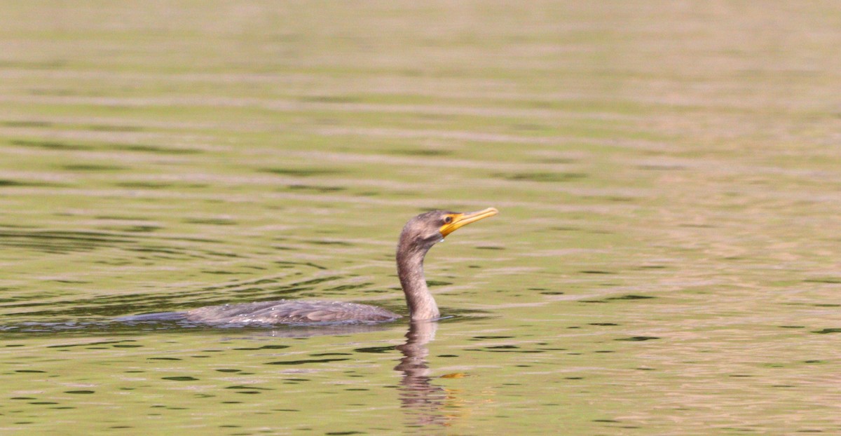 Cormorán Orejudo - ML622618140